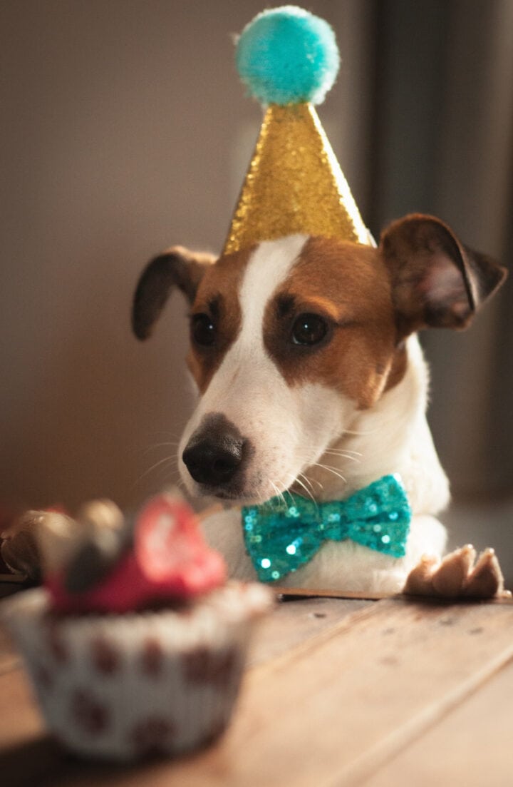 picture of a dog in a birthday hat